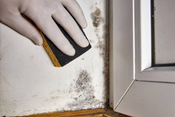 Best Industrial Mold Remediation  in USA